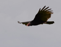Parque Nacional Omar Torrijos